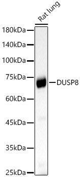 DUSP8 Antibody in Western Blot (WB)