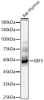 EBF3 Antibody in Western Blot (WB)