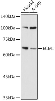 ECM1 Antibody in Western Blot (WB)