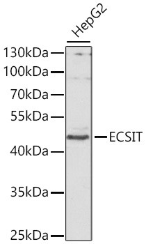 ECSIT Antibody in Western Blot (WB)