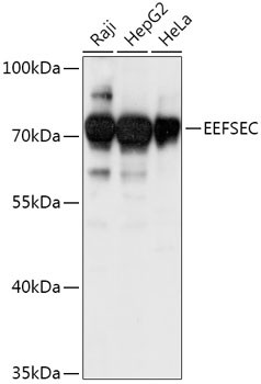 EEFSEC Antibody in Western Blot (WB)