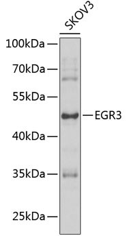 EGR3 Antibody in Western Blot (WB)