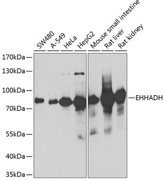 EHHADH Antibody in Western Blot (WB)