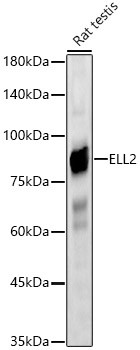 ELL2 Antibody in Western Blot (WB)