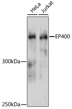 p400 Antibody in Western Blot (WB)