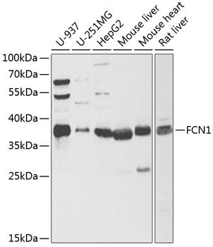 FCN1 Antibody in Western Blot (WB)