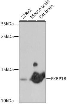 FKBP1B Antibody in Western Blot (WB)