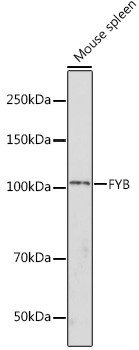 ADAP Antibody in Western Blot (WB)