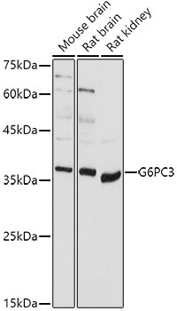 G6PC3 Antibody in Western Blot (WB)