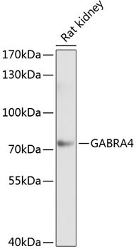 GABRA4 Antibody in Western Blot (WB)