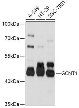 GCNT1 Antibody in Western Blot (WB)