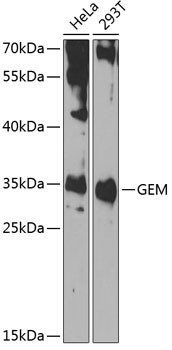 GEM Antibody in Western Blot (WB)