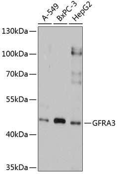 GFR alpha-3 Antibody in Western Blot (WB)