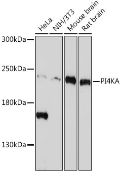 PI4KA Antibody in Western Blot (WB)