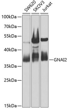 GNAI2 Antibody in Western Blot (WB)