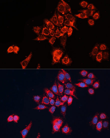 GNAI2 Antibody in Immunocytochemistry (ICC/IF)