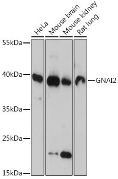 GNAI2 Antibody in Western Blot (WB)