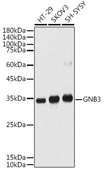 GNB3 Antibody in Western Blot (WB)