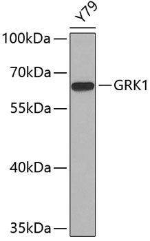 GRK1 Antibody in Western Blot (WB)