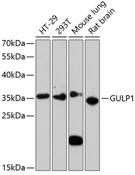 GULP1 Antibody in Western Blot (WB)