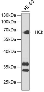 HCK Antibody in Western Blot (WB)