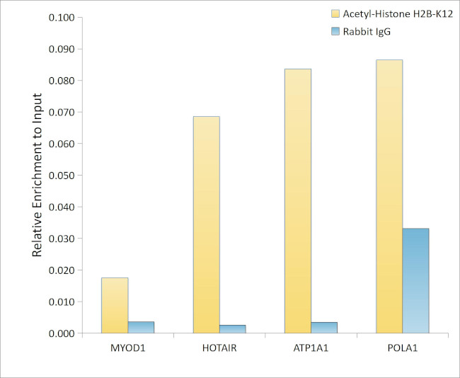 H2BK12ac Antibody in ChIP Assay (ChIP)