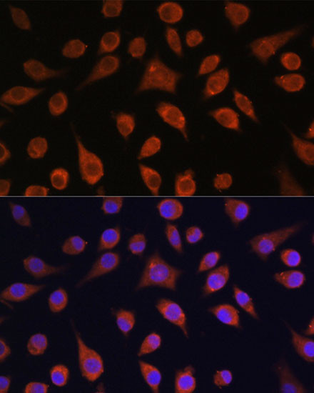 HOOK3 Antibody in Immunocytochemistry (ICC/IF)