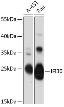 IFI30 Antibody in Western Blot (WB)