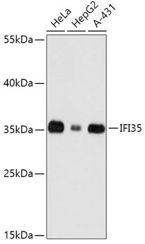 IFI35 Antibody in Western Blot (WB)