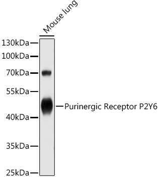 P2Y6 Antibody in Western Blot (WB)