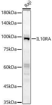 IL10RA Antibody in Western Blot (WB)