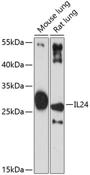 IL24 Antibody in Western Blot (WB)