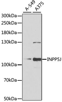 INPP5J Antibody in Western Blot (WB)