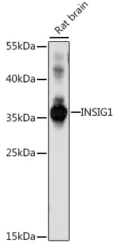 INSIG1 Antibody in Western Blot (WB)