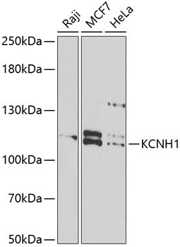 KCNH1 Antibody in Western Blot (WB)