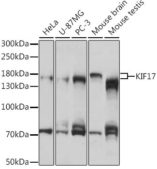 KIF17 Antibody in Western Blot (WB)