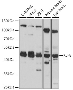 KLF8 Antibody in Western Blot (WB)