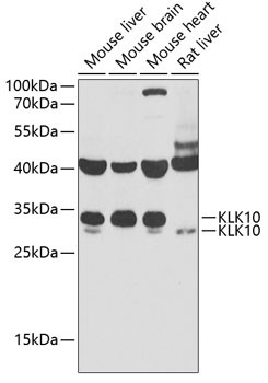 Kallikrein 10 Antibody in Western Blot (WB)