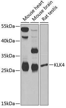 KLK4 Antibody in Western Blot (WB)