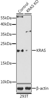 K-Ras Antibody in Western Blot (WB)