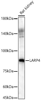 LARP4 Antibody in Western Blot (WB)