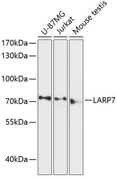 LARP7 Antibody in Western Blot (WB)