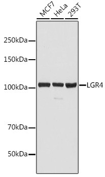 LGR4 Antibody in Western Blot (WB)