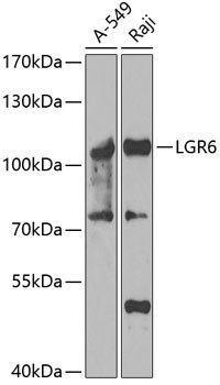 LGR6 Antibody in Western Blot (WB)