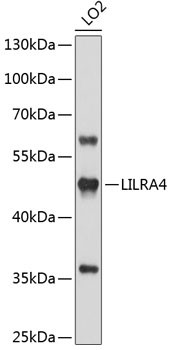 LILRA4 Antibody in Western Blot (WB)