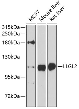 LLGL2 Antibody in Western Blot (WB)