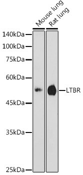 LTBR Antibody in Western Blot (WB)