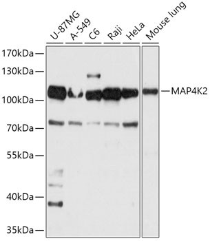 MAP4K2 Antibody in Western Blot (WB)