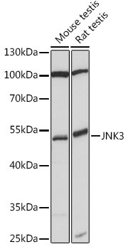 JNK3 Antibody in Western Blot (WB)