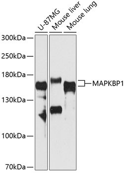 MAPKBP1 Antibody in Western Blot (WB)